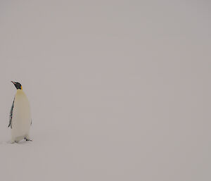 Emperor penguin standing all alone on the snow.