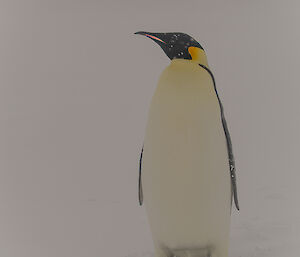 An emperor penguin standing on the snow.