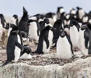 Group of Adèlie penguins sitting and lying on rocks. Penguin in foreground looking at camera sitting on neat nest of rocks.