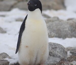Adèlie penguin, white chest with black flipper and head and eye with black centre and light blue outline. Standing centre picture with rocks and snow in foreground.