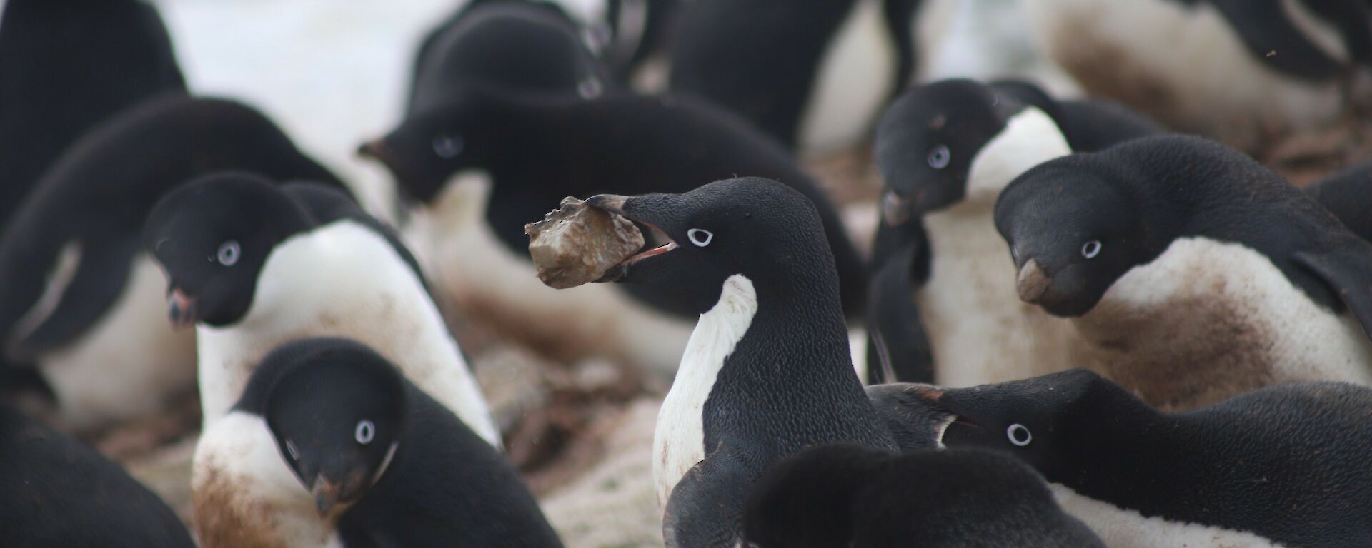 A crowd of Adèlie penguins pecking at one penguin centre picture carrying a large rock in its beak