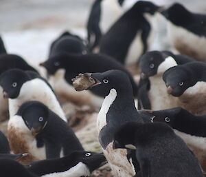 A crowd of Adèlie penguins pecking at one penguin centre picture carrying a large rock in its beak