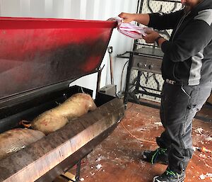 Man inside shipping container lifting lid on spit roast with teatowel, Inside is a pig and lamb carcass staring to cook.