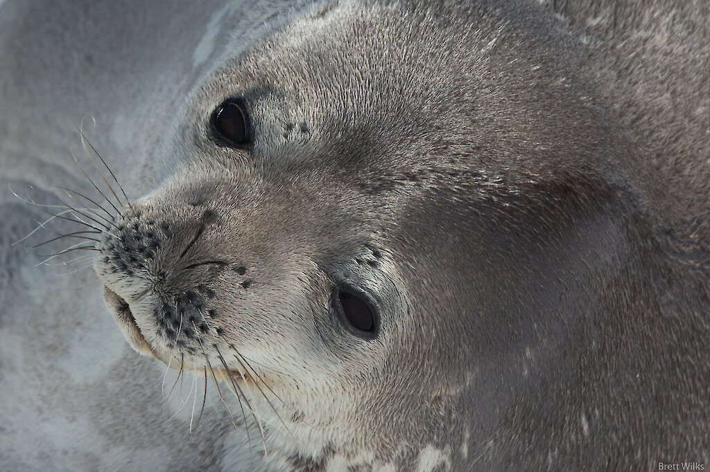 This week at Casey: 24 November 2017 Australian Antarctic Program