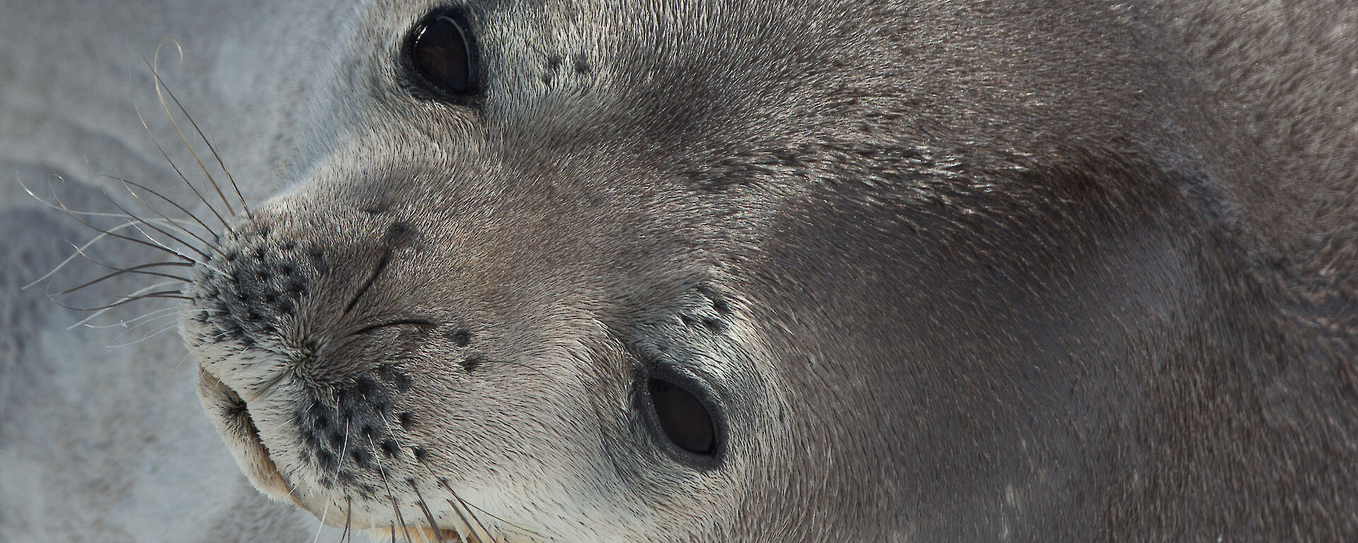 Full frame of weddell seals face lying on its side.