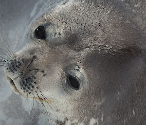 Full frame of weddell seals face lying on its side.