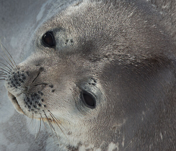 Full frame of weddell seals face lying on its side.