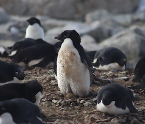 Black and white penguin sitting on rock nest with egg showing in centre picture, Surrounded by other penguins lying down on their own rock nests.