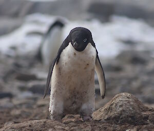 Black and white penguin waddling across dirty ground, with dirt splashed up legs and across chest. Not looking very impressed.