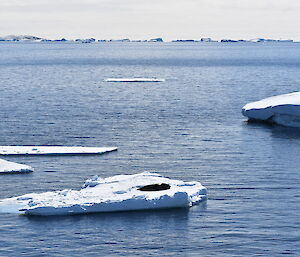 Blue sea to horizen at top of picture. Three small bergs in foreground and mid picture, Berg in foreground has one seal sunbaking.