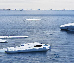 Blue sea to horizen at top of picture. Three small bergs in foreground and mid picture, Berg in foreground has one seal sunbaking.