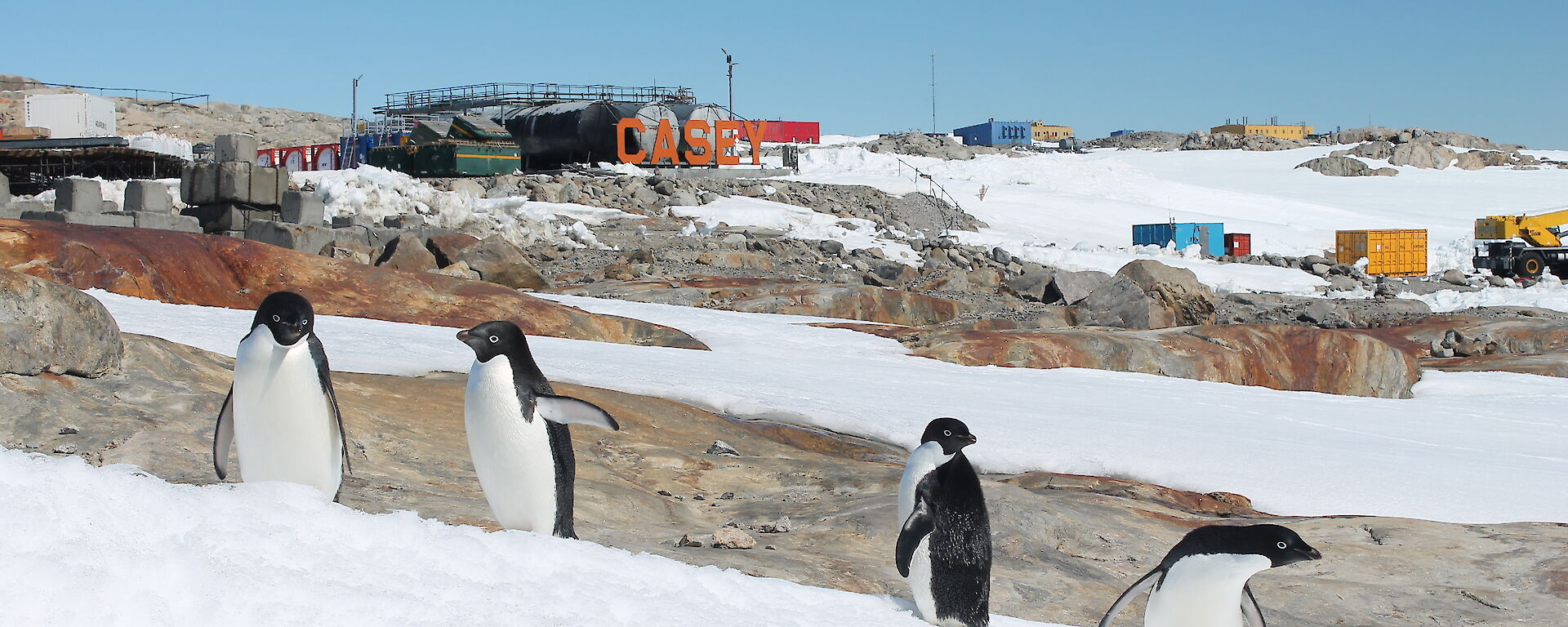 Forground four adelie penguins stadning in different positions on snow covered ground. In background the Casey wharf area with lower fuel farm and shipping containers. Centre back large CASEY sign in orange letters.