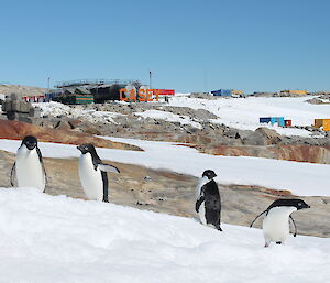 Forground four adelie penguins stadning in different positions on snow covered ground. In background the Casey wharf area with lower fuel farm and shipping containers. Centre back large CASEY sign in orange letters.