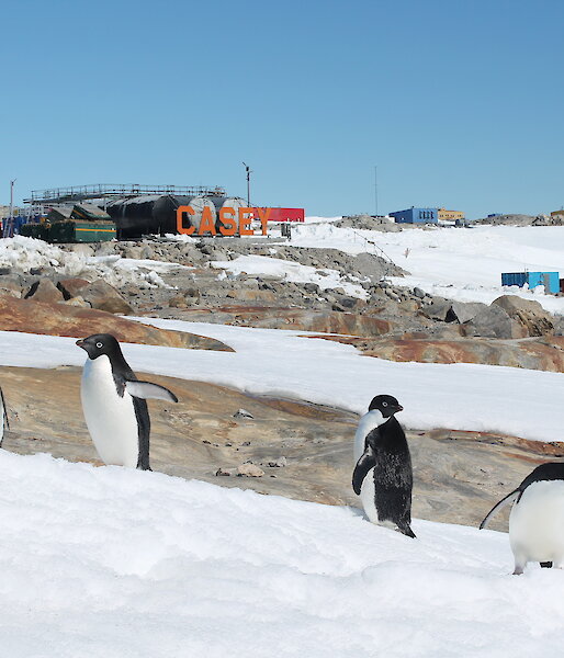 Forground four adelie penguins stadning in different positions on snow covered ground. In background the Casey wharf area with lower fuel farm and shipping containers. Centre back large CASEY sign in orange letters.