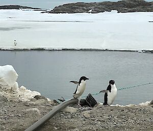 Foreground, two adele penguins walking over a large fuel line draped over rocky water’s edge. Middle, grey water in bay. Background snow covered rocky bay edge with blue sky above.
