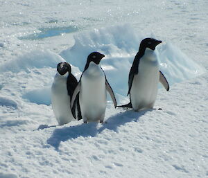 Three black and white adele penguins centre picture standing on white sea-ice.