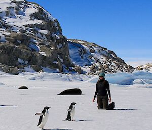 In foreground is sea-ice with two penguins walking from left to right, middle woman in black winter gear kneeling on right hand side and two seals lying on ice on left and side. Background is rocky hills with blue sky.