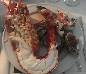 A white plate full of seafood, left is whole half lobster, on right is a collection of oysters and mussels