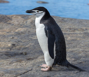 Chinstrap penguin on rock with water in background.