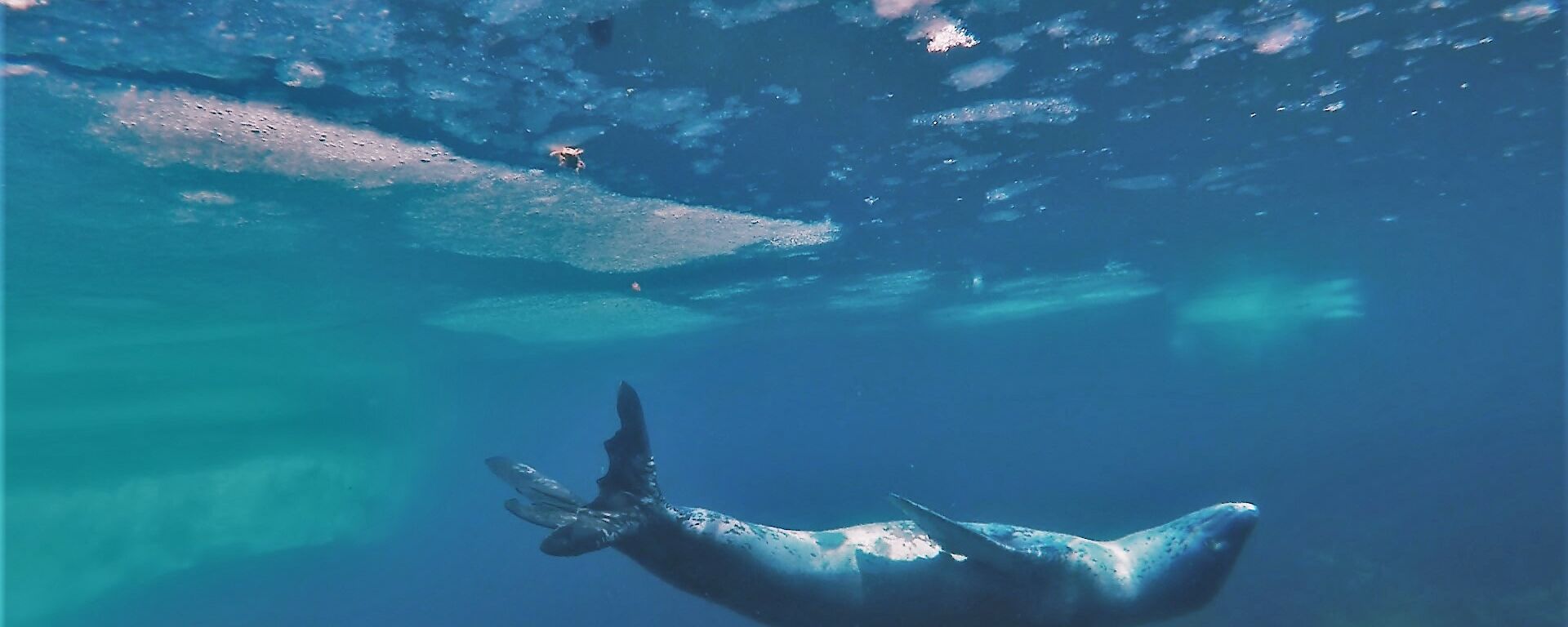 Photo taken under the water showing upside down leapard seal looking up towards surface of the water which has pieces of ice floating on top.