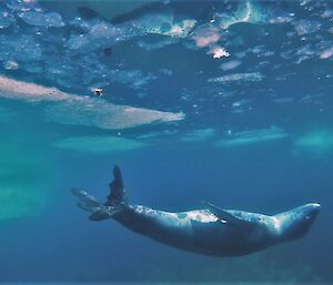 Photo taken under the water showing upside down leapard seal looking up towards surface of the water which has pieces of ice floating on top.