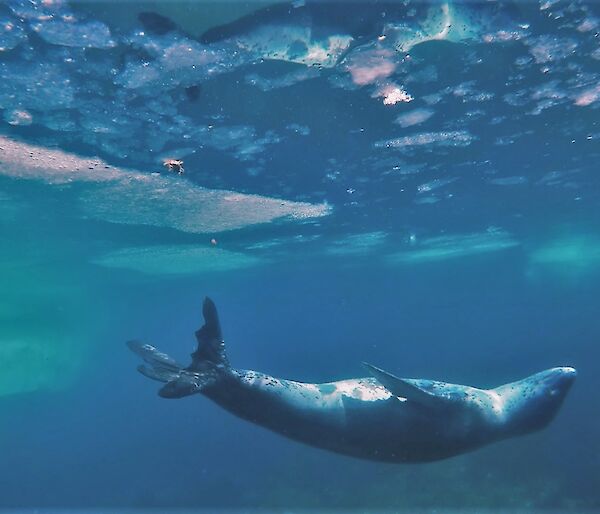 Photo taken under the water showing upside down leapard seal looking up towards surface of the water which has pieces of ice floating on top.