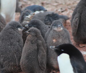 A group of five adelie penguin chicks huddled together on dirty ground. They are dark brown, fluffy and podgy.