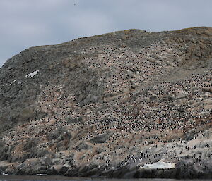 Large rocky hill with a mass of black and white penguins spread across the ground