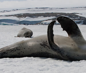 Leopard seal lying on sea ice, raising two flippers into the air to meet at the tips