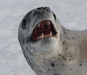 Close up of leopard seals face with open mouth showing large teeth
