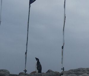 Small Adelie penguin standing on rocky ground looking up at the Australian flag
