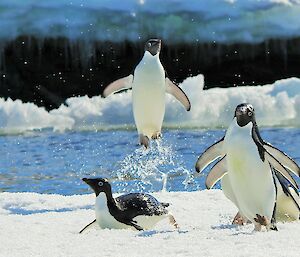 Penguins jumping out of water onto ice flow, one landed on stomach and one in the air straight up and down