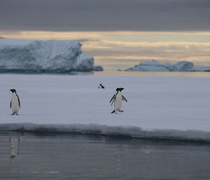 Penguins on iceflow, reflected on water. In distance are icebergs and sunset on cloudy sky