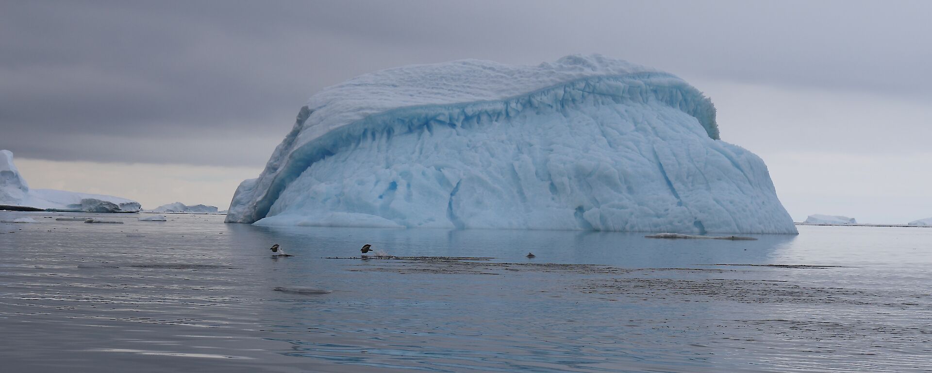 Sunset light across the water with berg listing at 30degrees. In front of iceberg two penguins porpising out of the water