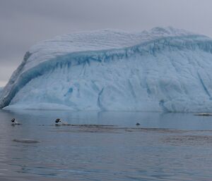 Sunset light across the water with berg listing at 30degrees. In front of iceberg two penguins porpising out of the water