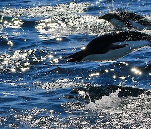 Slick shiney penguin porposing out of the water which is blue and sparkling