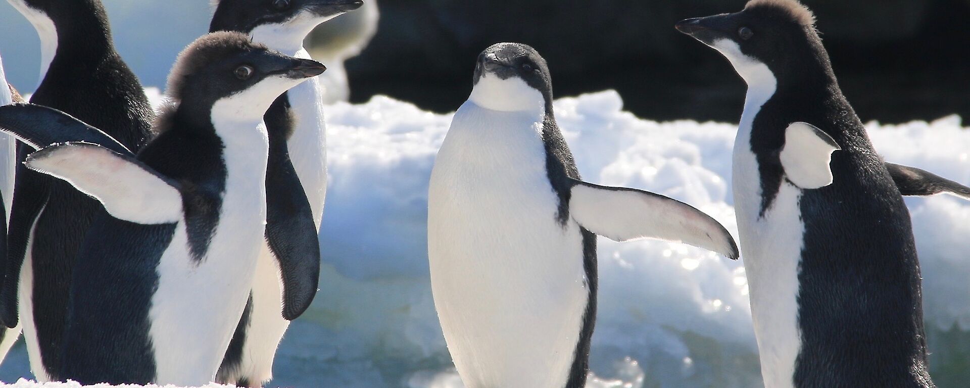 A group of 5 Adelie penguins standing on ice flow in various stages of mault