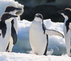 A group of 5 Adelie penguins standing on ice flow in various stages of mault