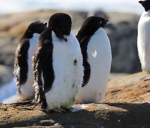 A group of Adelie penguins standing on a rock. Front most penguin is scruffy with feathers sticking out everywhere and one has detached and is floating off to the right