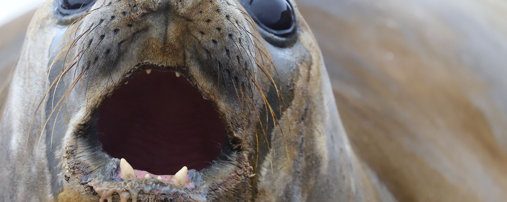 Young elephant seal, close up of face with big glassy brown eyes and partially open mouth showing incisors and gunk drooling out of mouth
