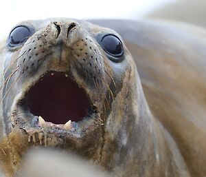 Young elephant seal, close up of face with big glassy brown eyes and partially open mouth showing incisors and gunk drooling out of mouth