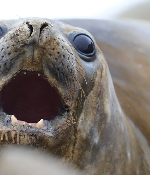 Young elephant seal, close up of face with big glassy brown eyes and partially open mouth showing incisors and gunk drooling out of mouth