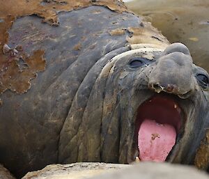 Large male elephant seal, close up. Mouth open showing large pink tongue with gunk on it. Half body showing which show moulting fur.