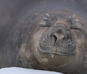 Weddell seal close up with a smile on face and ice formed on long eyebrows and whiskers