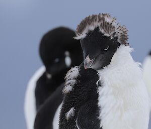 Adelie penguin moulting with remaining feathers forming a punk hairstyle in brown feathers