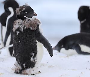 Adelie penguin moulting, remaining long brown feathers forming a ‘fur stole', fluffy boots, and long eyebrows