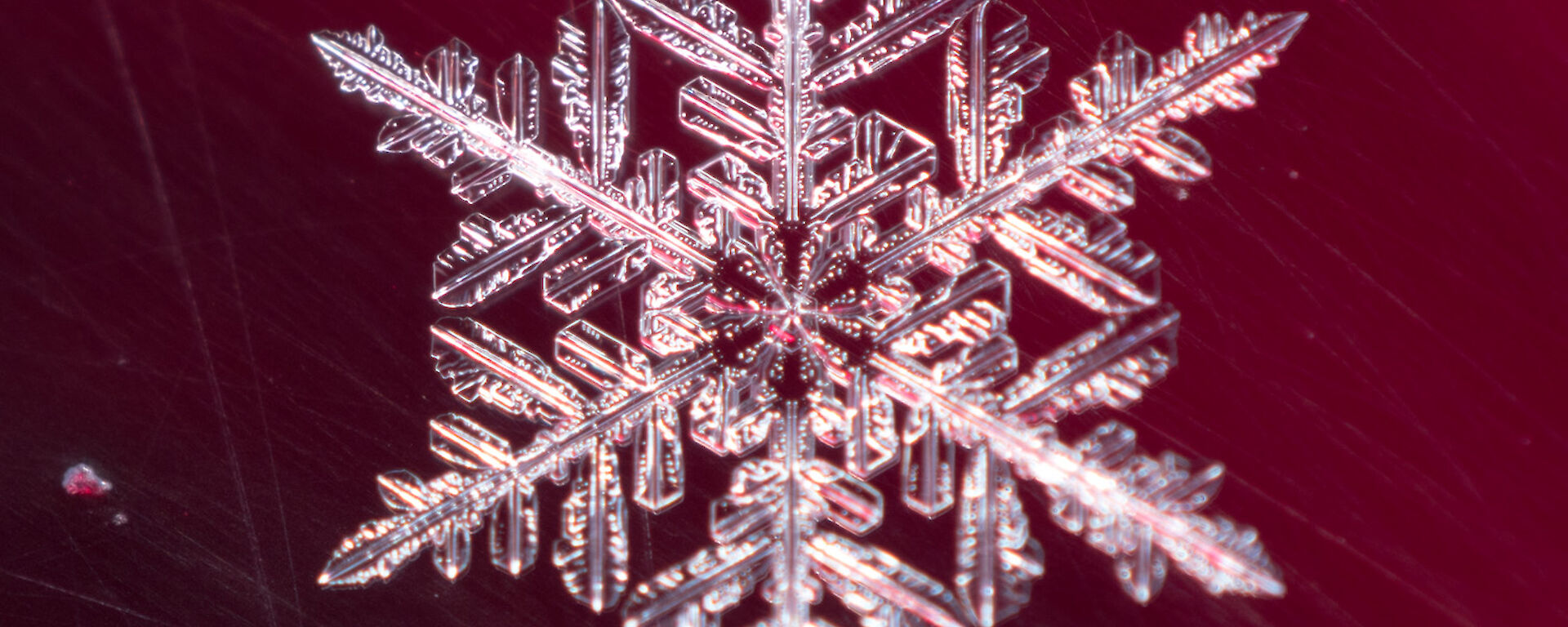 A close up of a snowflake on dark red background, shape is six pointed star