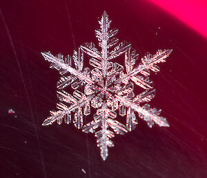 A close up of a snowflake on dark red background, shape is six pointed star