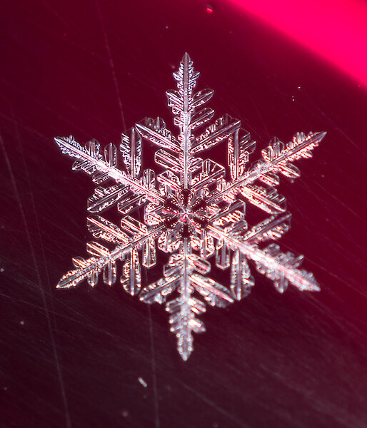 A close up of a snowflake on dark red background, shape is six pointed star