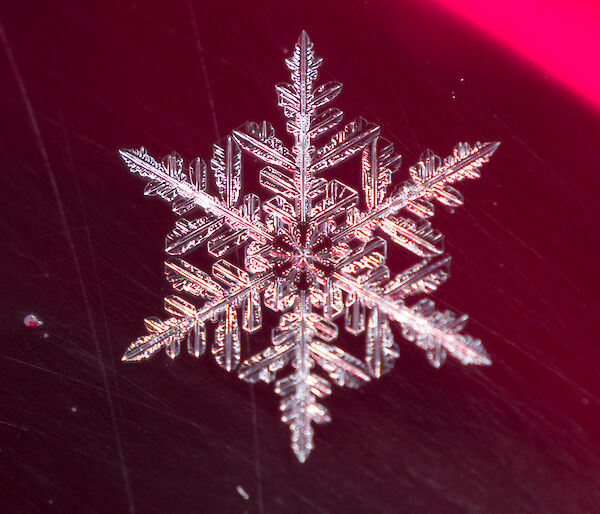 A close up of a snowflake on dark red background, shape is six pointed star